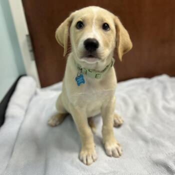 Twinkie -  Mixed Breed Dog for Adoption in State College, Pennsylvania - Twinkie | PetCurious