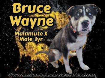 Bruce -  Alaskan Malamute and Rottweiler Dog for Adoption in Anchorage, Alaska - Bruce | PetCurious