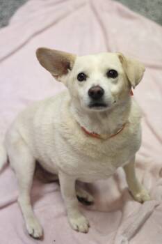 Biscuit in NH. Come Meet our Adoptable Dogs Wednesday-Saturday.  -  Beagle Dog for Adoption in Manchester, New Hampshire - Biscuit In NH. Come Meet Our Adoptable Dogs Wednesday-Saturday.  | PetCurious