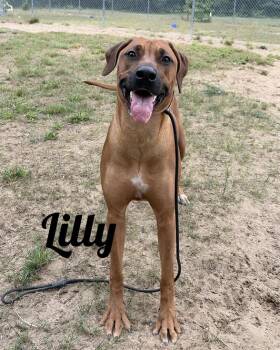 Lilly -  Rhodesian Ridgeback Dog for Adoption in Manistee, Michigan - Lilly | PetCurious