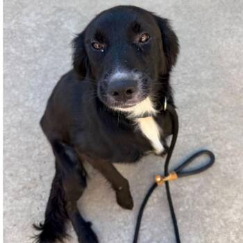 CT Backpack -  Collie and Mixed Breed Dog for Adoption in Stormville, New York - CT Backpack | PetCurious