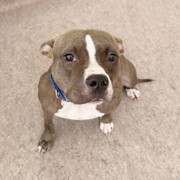 Cola -  Pit Bull Terrier Dog for Adoption in Brentwood, Missouri - Cola | PetCurious