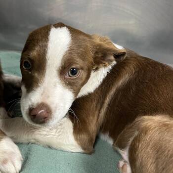 Australian Shepherd and Terrier Dogs Available for Adoption - Skynyrd | PetCurious