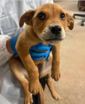 Mixed Breed Dogs Available for Adoption in West Chester, Pennsylvania - Munequita | PetCurious