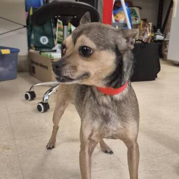 Jimmie -  Chihuahua Dog for Adoption in Lake Panasoffkee, Florida - Jimmie | PetCurious