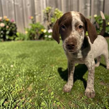 English Pointer and Chocolate Labrador Retriever Dogs Available for Adoption - Pokey | PetCurious
