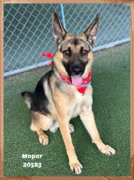 MOPAR -  German Shepherd Dog Dog for Adoption in Marietta, Georgia - MOPAR | PetCurious