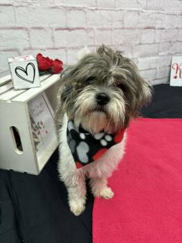 Lhasa Apso and Mixed Breed Dogs Available for Adoption - Wiglet | PetCurious