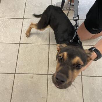08/10/2026-Stray-ForrestRoad-1 -  Mixed Breed Dog for Adoption in Columbus, Georgia - 08/10/2026-Stray-ForrestRoad-1 | PetCurious