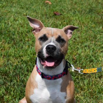 Gemma -  Pit Bull Terrier Dog for Adoption in Searcy, Arkansas - Gemma | PetCurious