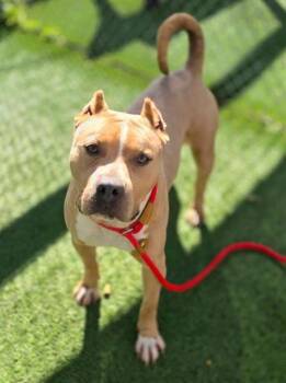 Mixed Breed Dogs Available for Adoption - OATMILK | PetCurious