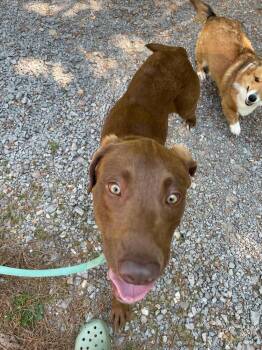 Labrador Retriever and Mixed Breed Dogs Available for Adoption in Chattanooga, Tennessee - Garrett | PetCurious