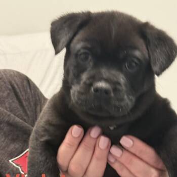 Chow Chow and Black Labrador Retriever Dogs Available for Adoption in Parker, Colorado - 577 (2026) Violet | PetCurious