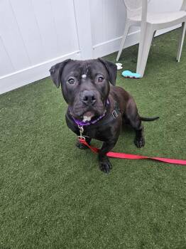 Pit Bull Terrier Dogs Available for Adoption - ROCKIE | PetCurious