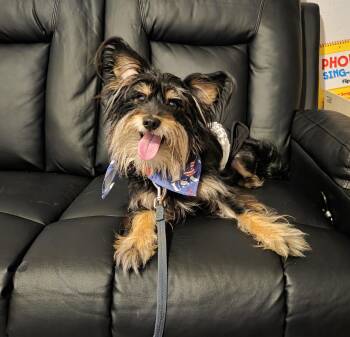 Baxter -  Yorkshire Terrier and Terrier Dog for Adoption in Oakdale, California - Baxter | PetCurious