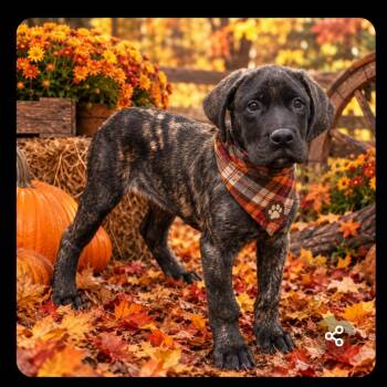 BRUTUS (PUREBRED) -  Mastiff Dog for Adoption in Woodsfield, Ohio - BRUTUS (PUREBRED) | PetCurious