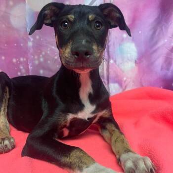 Kipper -  Cattle Dog and Mixed Breed Dog for Adoption in Fort Collins, Colorado - Kipper | PetCurious
