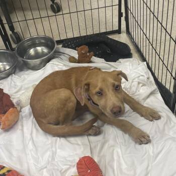 Sandwiches -  Labrador Retriever and Vizsla Dog for Adoption in Austin, Texas - Sandwiches | PetCurious