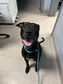 Rescue Pit Bull Terrier and Labrador Retriever Dogs for Adoption in Troy, Ohio - Baxter | PetCurious