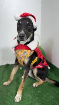Luca-One of our Amazing Rescue Dogs -  Mountain Dog and Australian Kelpie Dog for Adoption in Carlsbad, California - Luca-One Of Our Amazing Rescue Dogs | PetCurious