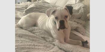 Boxer Dogs Available for Adoption in Hewitt, Texas - Oaklee | PetCurious