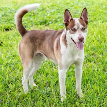 Bruce -  Husky Dog for Adoption in Miami, Florida - Bruce | PetCurious