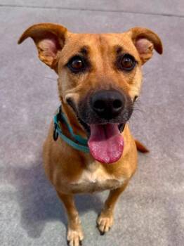 Lily Grace -  Mixed Breed Dog for Adoption in West Chester, Pennsylvania - Lily Grace | PetCurious