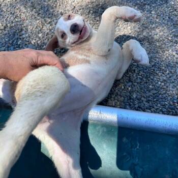 Thelma, Fred and Daphne -  Shepherd Dog for Adoption in Weaverville, California - Thelma, Fred And Daphne | PetCurious