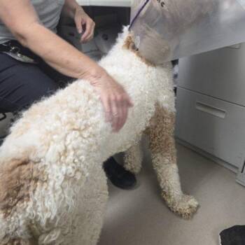 Archie -  Standard Poodle Dog for Adoption in Grand Junction, Colorado - Archie | PetCurious