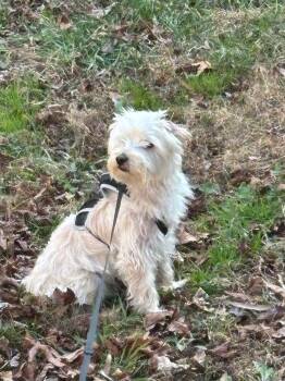 Maltese and Yorkshire Terrier Dogs Available for Adoption - Kyrus | PetCurious