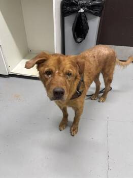 CAESAR -  Golden Retriever Dog for Adoption in Corpus Christi, Texas - CAESAR | PetCurious