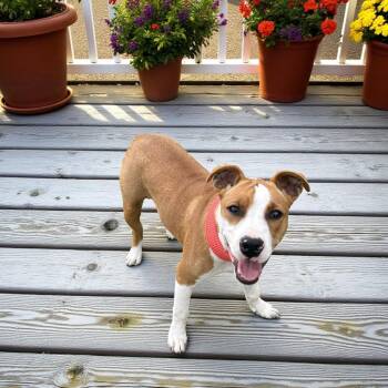 Rescue Pit Bull Terrier Dogs for Adoption in Fort Worth, Texas - Penny | PetCurious