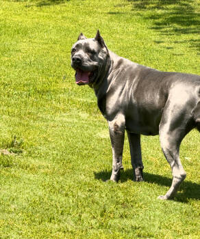Rescue Cane Corso Dogs for Adoption in Bremerton, Washington - Betty | PetCurious