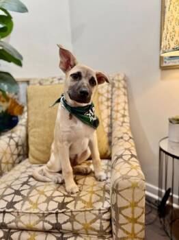 Labrador Retriever and Black Mouth Cur Dogs Available for Adoption in Friendswood, Texas - Oyster Nugget | PetCurious