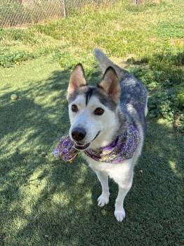Husky Dogs Available for Adoption in Los Angeles, California - Noelle | PetCurious