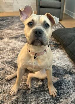 American Staffordshire Terrier Dogs Available for Adoption in Wheaton, Illinois - Rebel | PetCurious