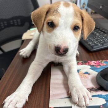 Cole -  Shepherd Dog for Adoption in Edinburg, Texas - Cole | PetCurious