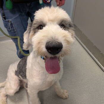 Rescue Old English Sheepdog Dogs for Adoption in New Castle, Delaware - Woody | PetCurious