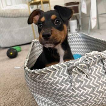 Olivia (cloned) -  Rottweiler Dog for Adoption in Sanford, North Carolina - Olivia (cloned) | PetCurious