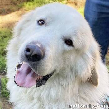 Rescue Great Pyrenees Dogs for Adoption in Beacon, New York - Max In MA - Eager-To-Please Cuddle Bug! | PetCurious
