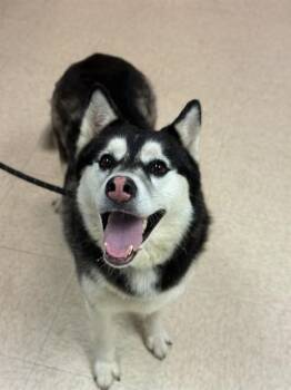 Husky Dogs Available for Adoption in Sugar Land, Texas - DIXIE | PetCurious