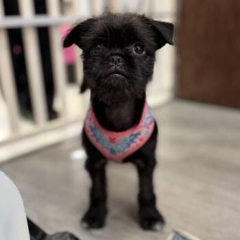 Brussels Griffon Dogs Available for Adoption in Portage, Michigan - Riley | PetCurious