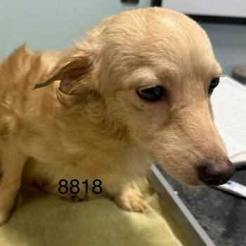 Rescue Pomeranian and Maltese Dogs for Adoption in Chico, California - LUDO | PetCurious