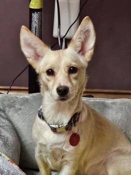 Corgi and Chihuahua Dogs Available for Adoption - Moxie D6166 | PetCurious