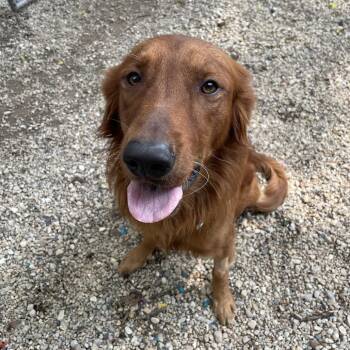 Ledger -  Golden Retriever Dog for Adoption in Madison, Wisconsin - Ledger | PetCurious
