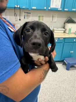 Boston Terrier and Border Collie Dogs Available for Adoption in Daytona Beach, Florida - Starfish - P | PetCurious