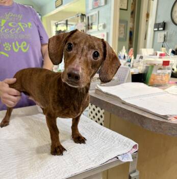 Pickleback (NOT YET AVAILABLE) -  Dachshund Dog for Adoption in Benton, Louisiana - Pickleback (NOT YET AVAILABLE) | PetCurious