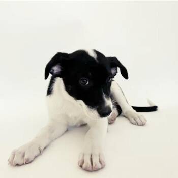 Kurt -  Mixed Breed Dog for Adoption in Brentwood, Missouri - Kurt | PetCurious