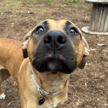 Arabella -  Mixed Breed Dog for Adoption in Oakville, Ontario - Arabella | PetCurious