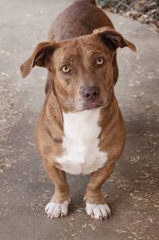 Rescue American Bulldog and Dachshund Dogs for Adoption in El Dorado, Arkansas - Dutchess | PetCurious